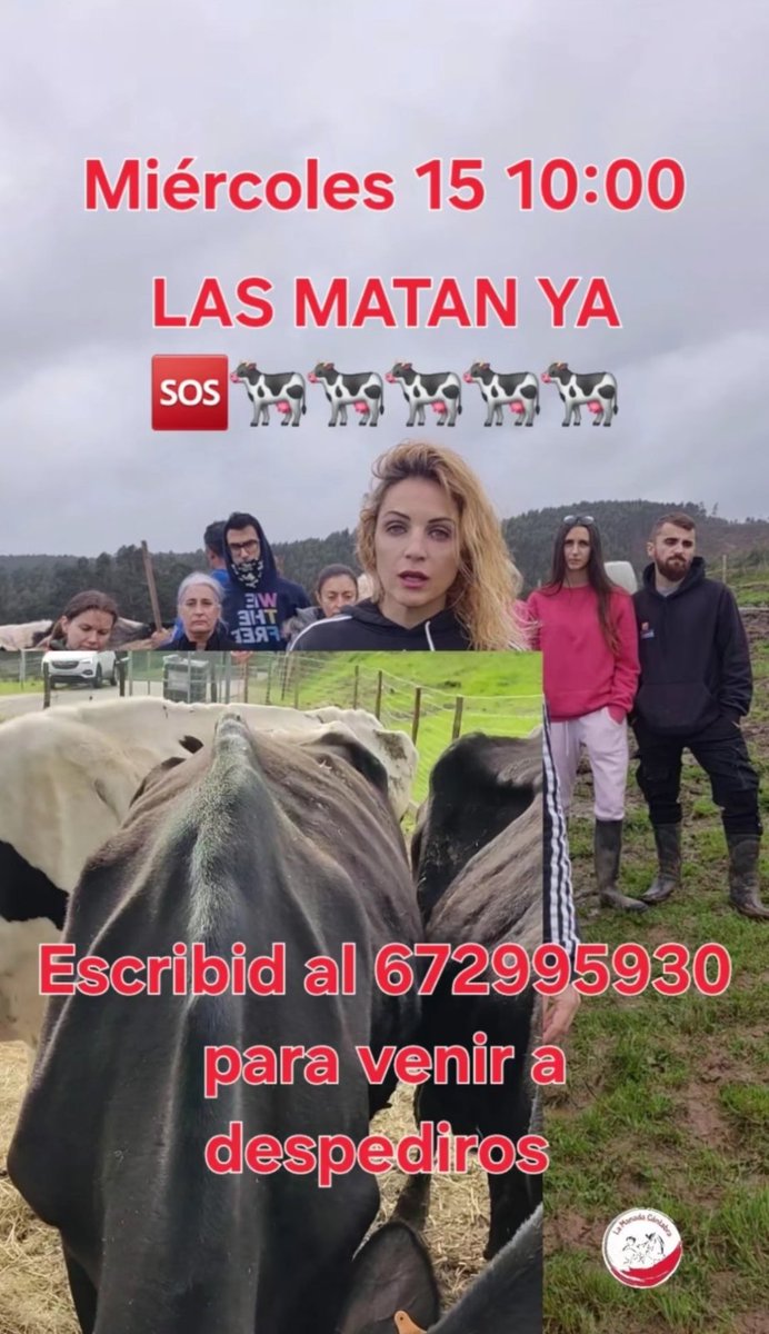 🚨 LLAMAMIENTO URGENTE DESDE EL SANTUARIO LA MANADA CÁNTABRA🚨 
EL MIÉRCOLES 15 DE ENERO A LAS 10AM SE LLEVAN  LAS VACAS A EJECUTAR.
 Se necesita máxima difusión para que acudan activistas  y no se vayan en silencio.
#lossantuariosnosetocan