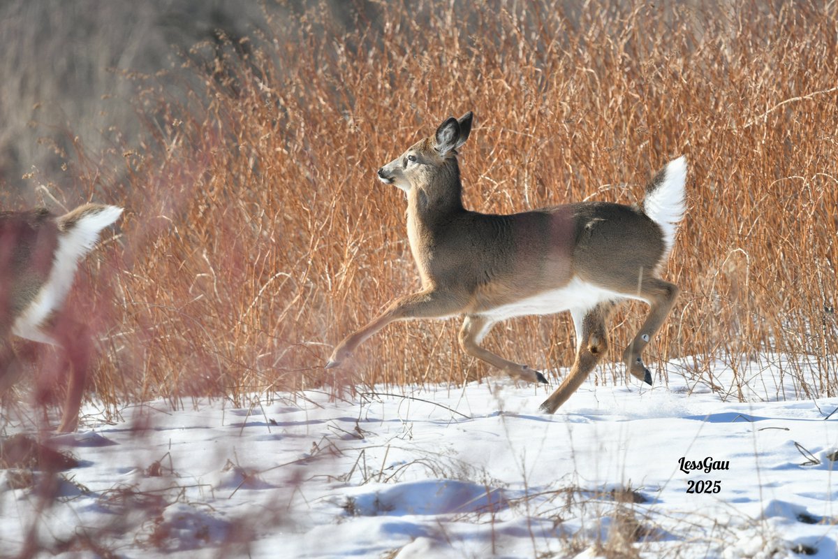 ManneLess's tweet image. Cerfs de Virginie
Il court rejoindre sa maman
Janvier 2025
#Québec #photographie