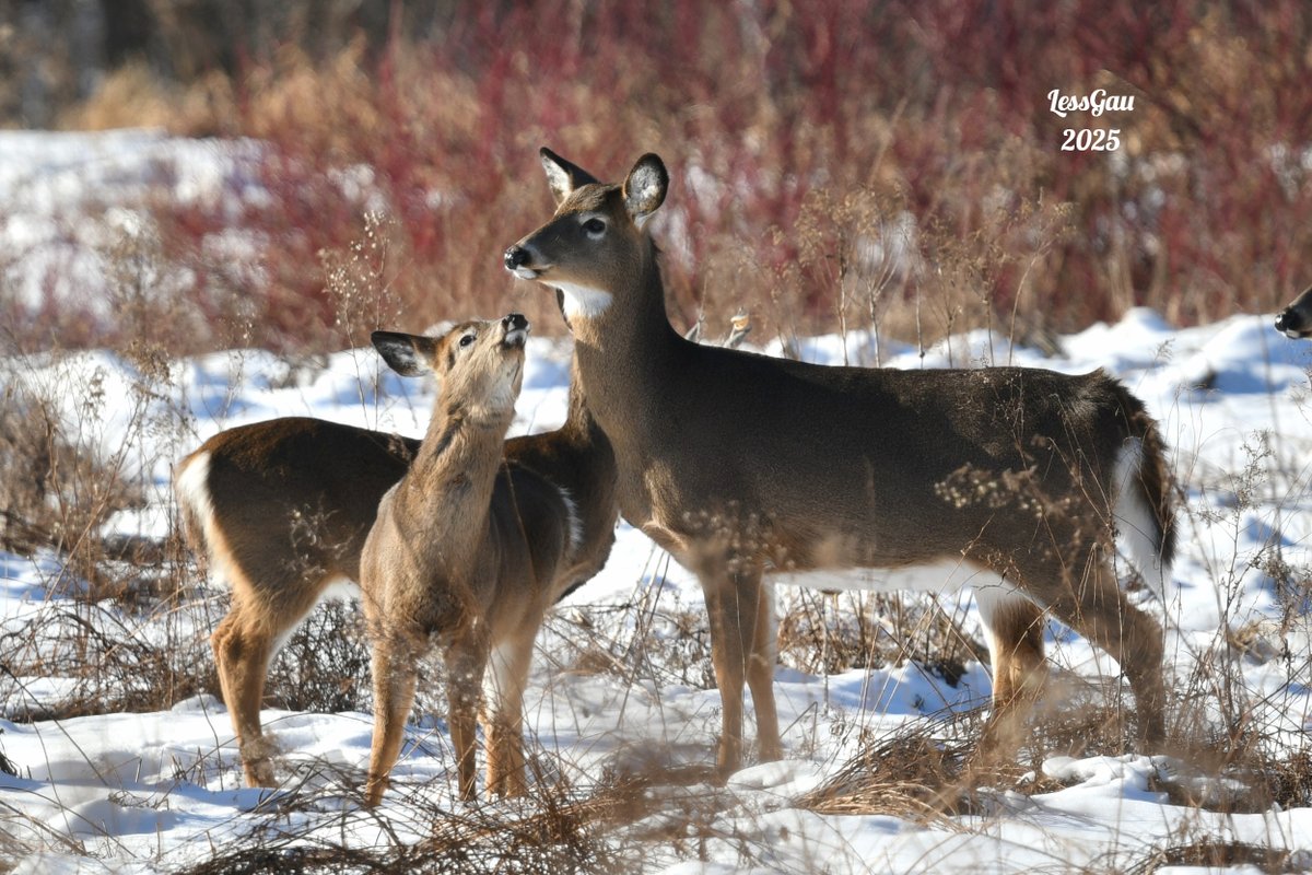 Cerfs de Virginie
Il court rejoindre sa maman
Janvier 2025
#Québec #photographie