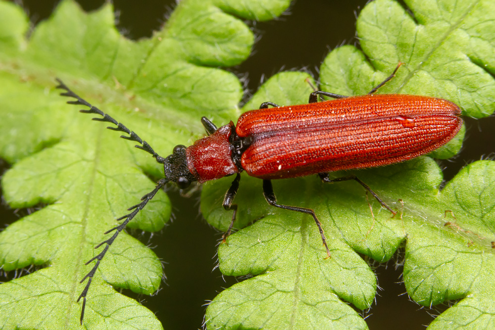 Lēnām čunčinot, kukaiņu lapā esmu pabeidzis sprakšķu (Elateridae) sadaļu. Vaboles, kas prot 'klikšķēt' un mest kūleņus. LV ~80 sugas, man izdevies nofotografēt 54 no tām, +/- visas biežākās ir apskatāmas. Līdz 60 sugām šogad varbūt varētu tikt? 
Vairāk te: cerambyx.lv/Latvijas%20kuk…