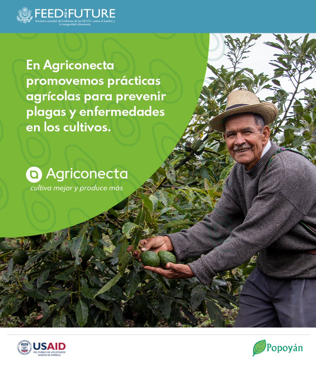 FTF-GUA/PRO-INNOVA (@ftfguaproinnova) on Twitter photo A través de la Asistencia Técnica gratis en Agriconecta promovemos prácticas agrícolas que benefician a los productores de aguacate Hass. Como en el caso de las podas de saneamiento, que previenen plagas y enfermedades en el cultivo. <a href="/FeedtheFuture/">Feed the Future</a> <a href="/USAIDGuate/">USAID Guatemala</a> A través de la Asistencia Técnica gratis en Agriconecta promovemos prácticas agrícolas que benefician a los productores de aguacate Hass. Como en el caso de las podas de saneamiento, que previenen plagas y enfermedades en el cultivo. <a href="/FeedtheFuture/">Feed the Future</a> <a href="/USAIDGuate/">USAID Guatemala</a>