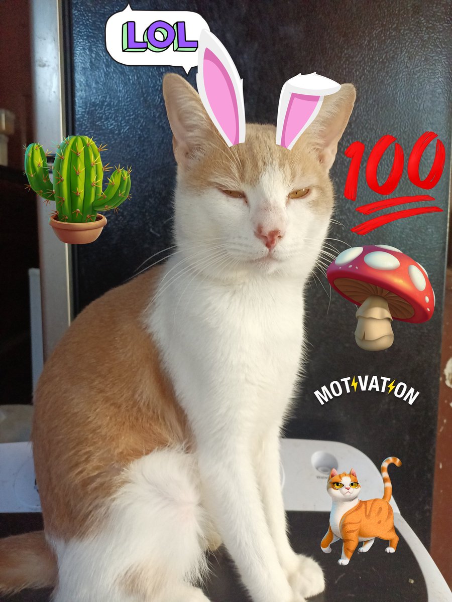 BogartSmith3's tweet photo. Day 13 Stickers.  Ok mom do you think you have enough stickers?  #PostAFavPic4VioletJan25 #CatsOnX #CatsOfX #StickerDay https://t.co/eNqdwIYH7c