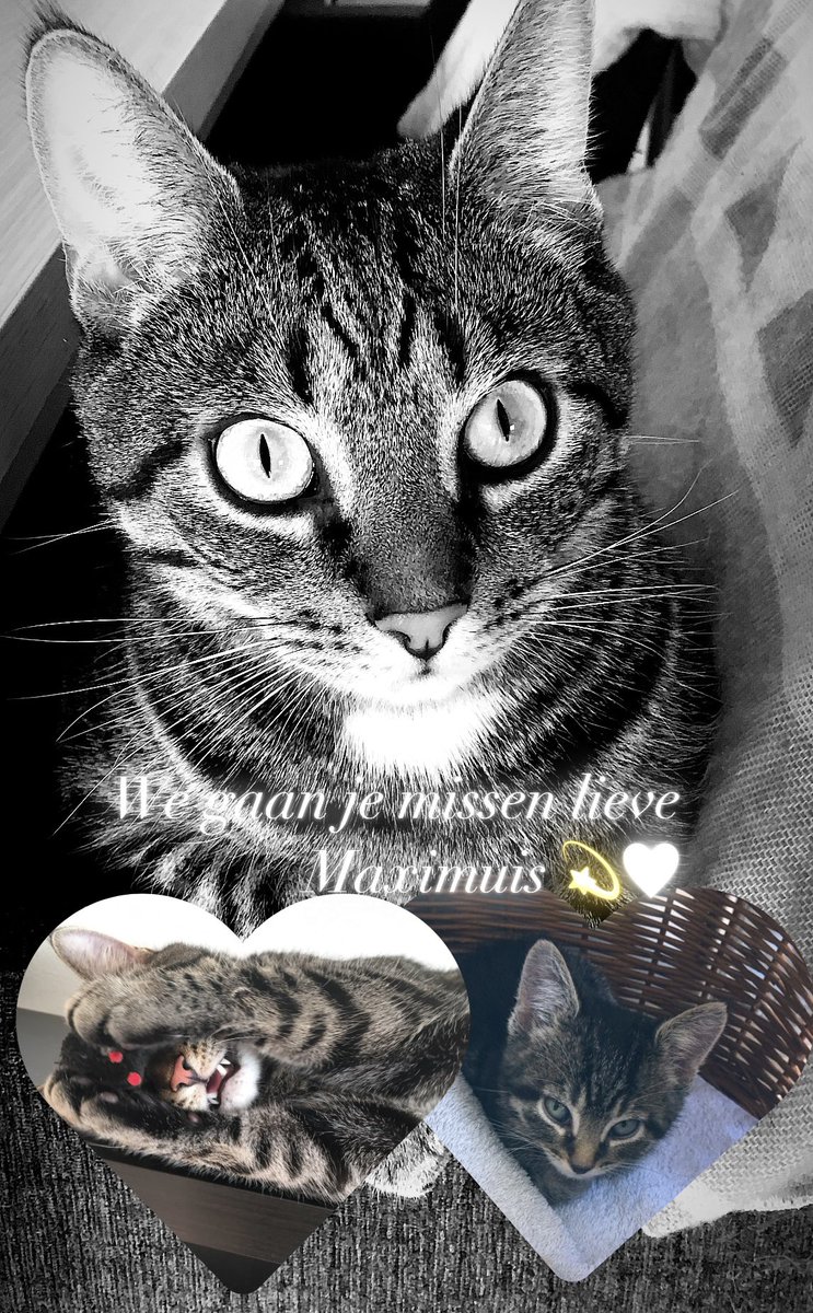 The Catheists tweet media