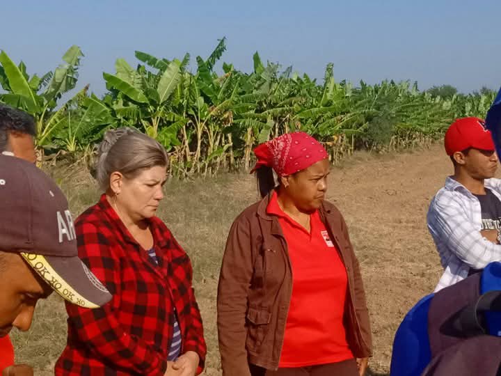 YanetsyTerry's tweet photo. En recorrido por áreas productivas de #ProvinciaGranma se constata el avance de la campaña de frío y el aporte de trabajadores de otros sectores a la producción de alimentos #ConLaFuerzaDeLaUnidad.  @PartidoPCC @AsambleaCuba @PresidenciaCuba @GobiernoCuba @GobiernoGranma https://t.co/kJvGq37JSl