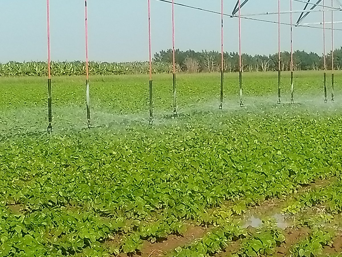 YanetsyTerry's tweet photo. En recorrido por áreas productivas de #ProvinciaGranma se constata el avance de la campaña de frío y el aporte de trabajadores de otros sectores a la producción de alimentos #ConLaFuerzaDeLaUnidad.  @PartidoPCC @AsambleaCuba @PresidenciaCuba @GobiernoCuba @GobiernoGranma https://t.co/kJvGq37JSl