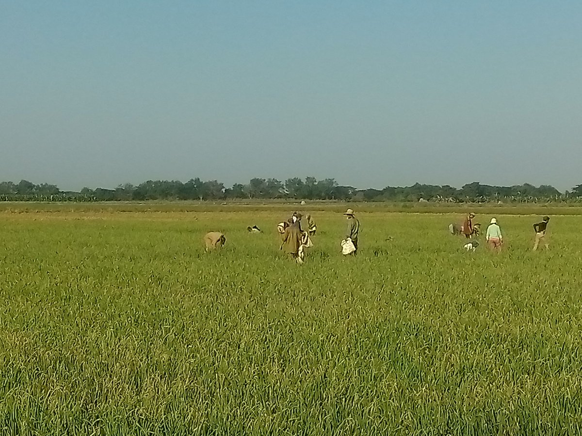 YanetsyTerry's tweet photo. En recorrido por áreas productivas de #ProvinciaGranma se constata el avance de la campaña de frío y el aporte de trabajadores de otros sectores a la producción de alimentos #ConLaFuerzaDeLaUnidad.  @PartidoPCC @AsambleaCuba @PresidenciaCuba @GobiernoCuba @GobiernoGranma https://t.co/kJvGq37JSl
