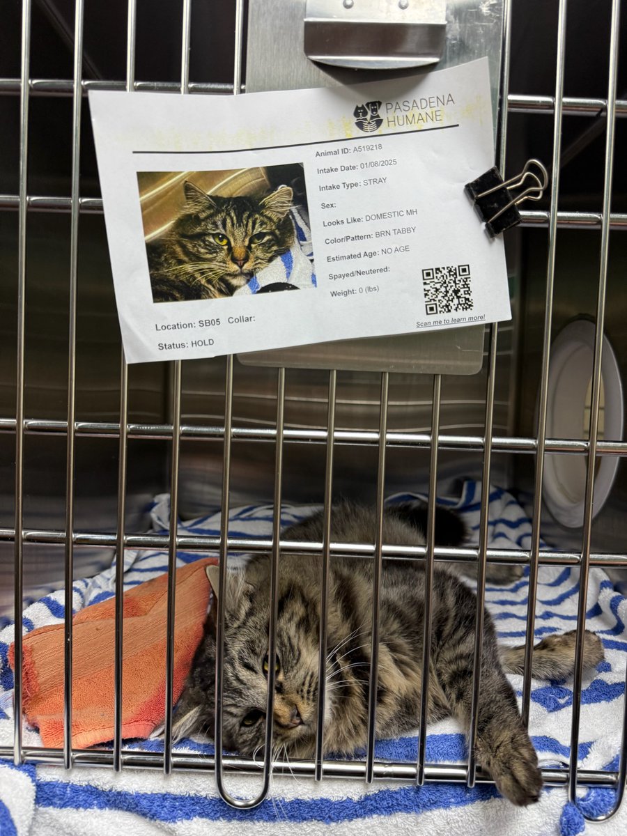 A better photo of the cat from Altadena 💔 Does anyone recognize this beauty?! He's currently at the Pasadena Humane Society and was so snuggly! Help us reunite him with his owners. ✨