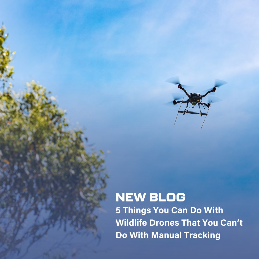 WildlifeDrones1's tweet image. Ever wondered what you can achieve with Wildlife Drones that manual tracking just can&apos;t match? Dive into our latest article: hubs.ly/Q032nM1d0 

#WildlifeDrones #WildlifeMonitoring #radiotracking #radiotelemetry #wildlifetelemetry #radiotrackingsystem  #VHFTracking