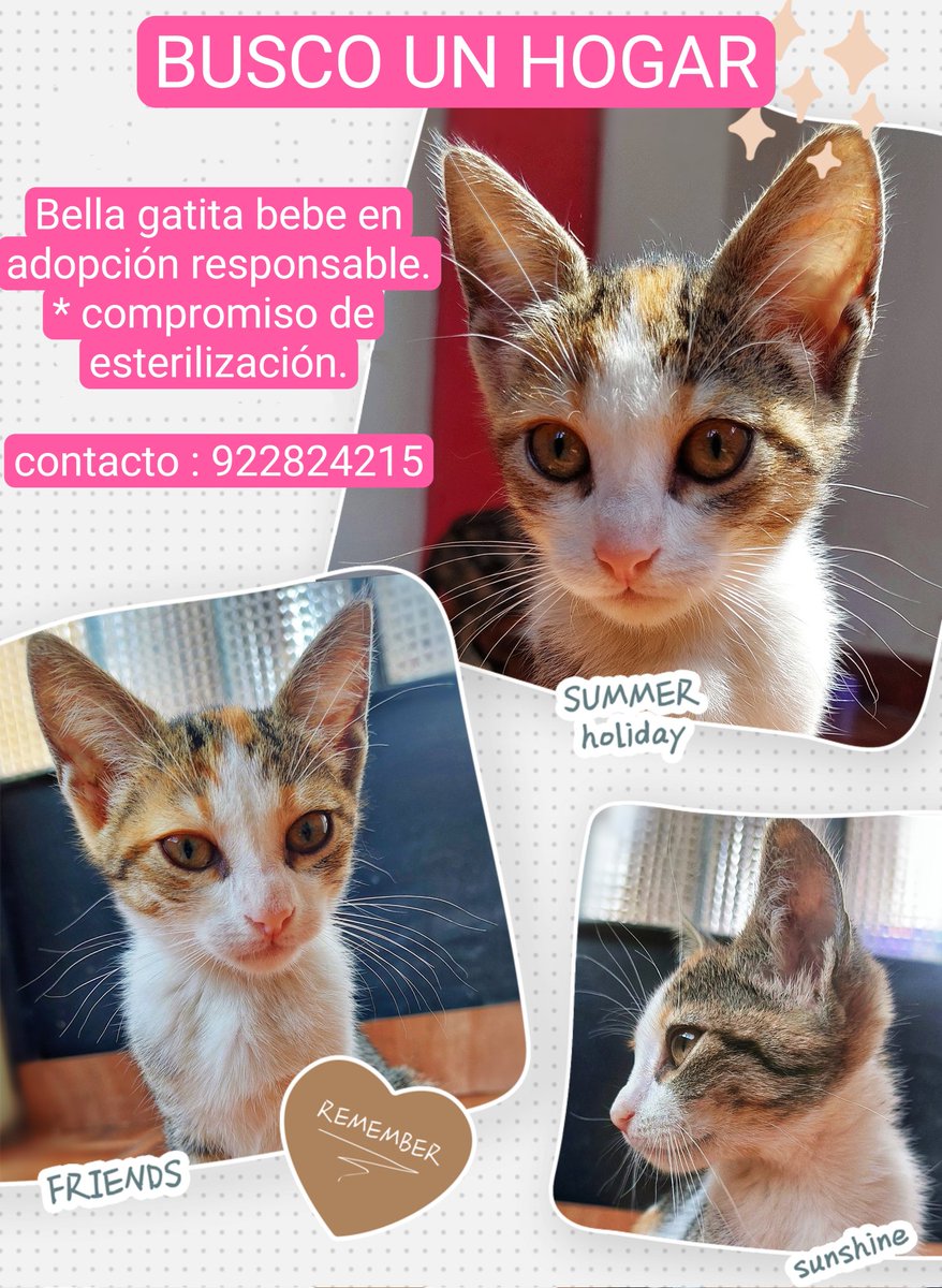 miocio's tweet photo. Bellas bebes buscan una familia. Les agradezco el apoyo y la difusión 🙏  #adopciónresponsable
@incondic_peru @Carlo_Angelesm @peravi @ticnt_ @vanessasaba75 @AdrianzenEduard @lapetiisaa @danegamez @_arlettesalazar @GatosplazaB @pawssperu @Tartalora @Paola310 🙌 https://t.co/rhipNoIJab