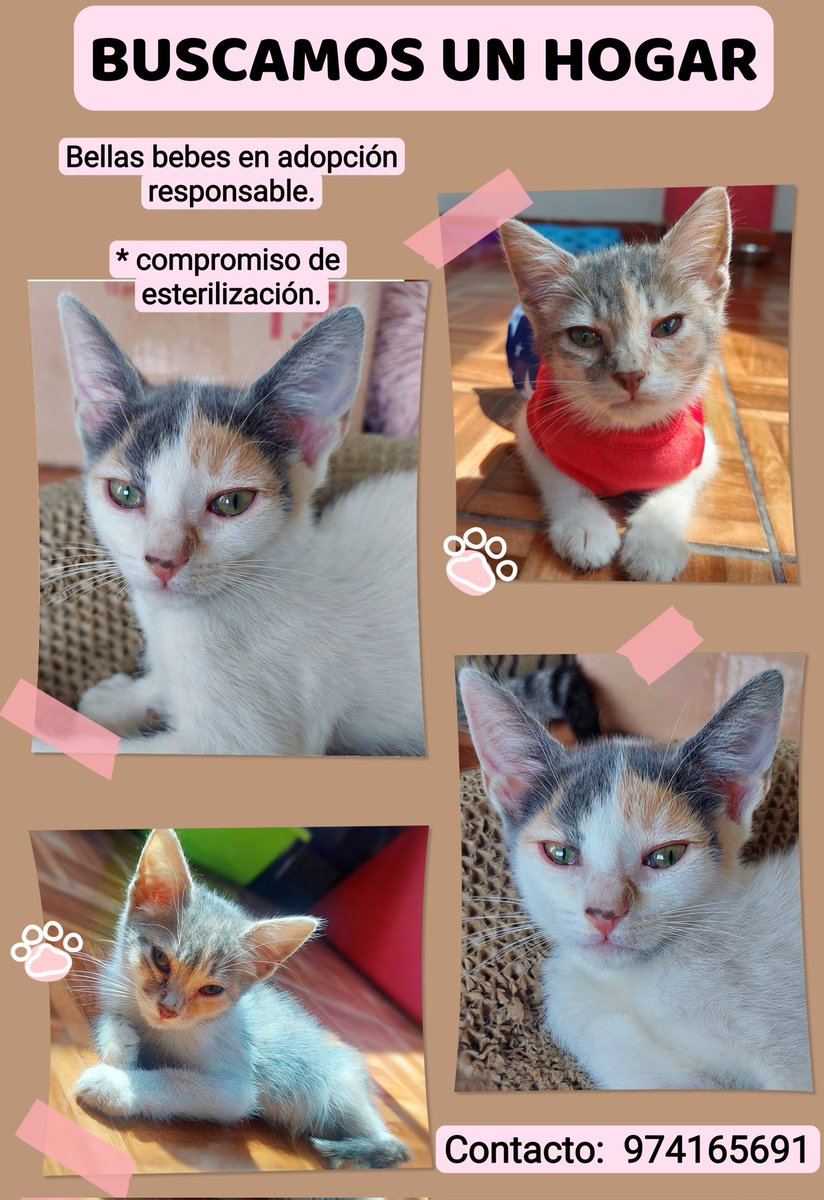 miocio's tweet photo. Bellas bebes buscan una familia. Les agradezco el apoyo y la difusión 🙏  #adopciónresponsable
@incondic_peru @Carlo_Angelesm @peravi @ticnt_ @vanessasaba75 @AdrianzenEduard @lapetiisaa @danegamez @_arlettesalazar @GatosplazaB @pawssperu @Tartalora @Paola310 🙌 https://t.co/rhipNoIJab