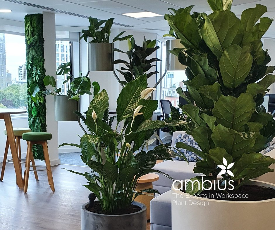 Ambius UK tweet media