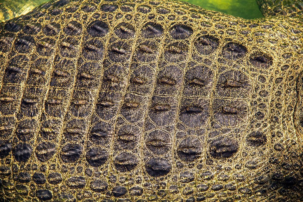 StAugGatorFarm's tweet photo. Crocodiles staying warm with solar panels? π βοΈ Lining the backs of crocodilians, including alligators and caiman, are rows of scutes or osteoderms.
π Maximo, Saltwater crocodile from Australia.
#MaximoMonday https://t.co/nZTvYRO7zw