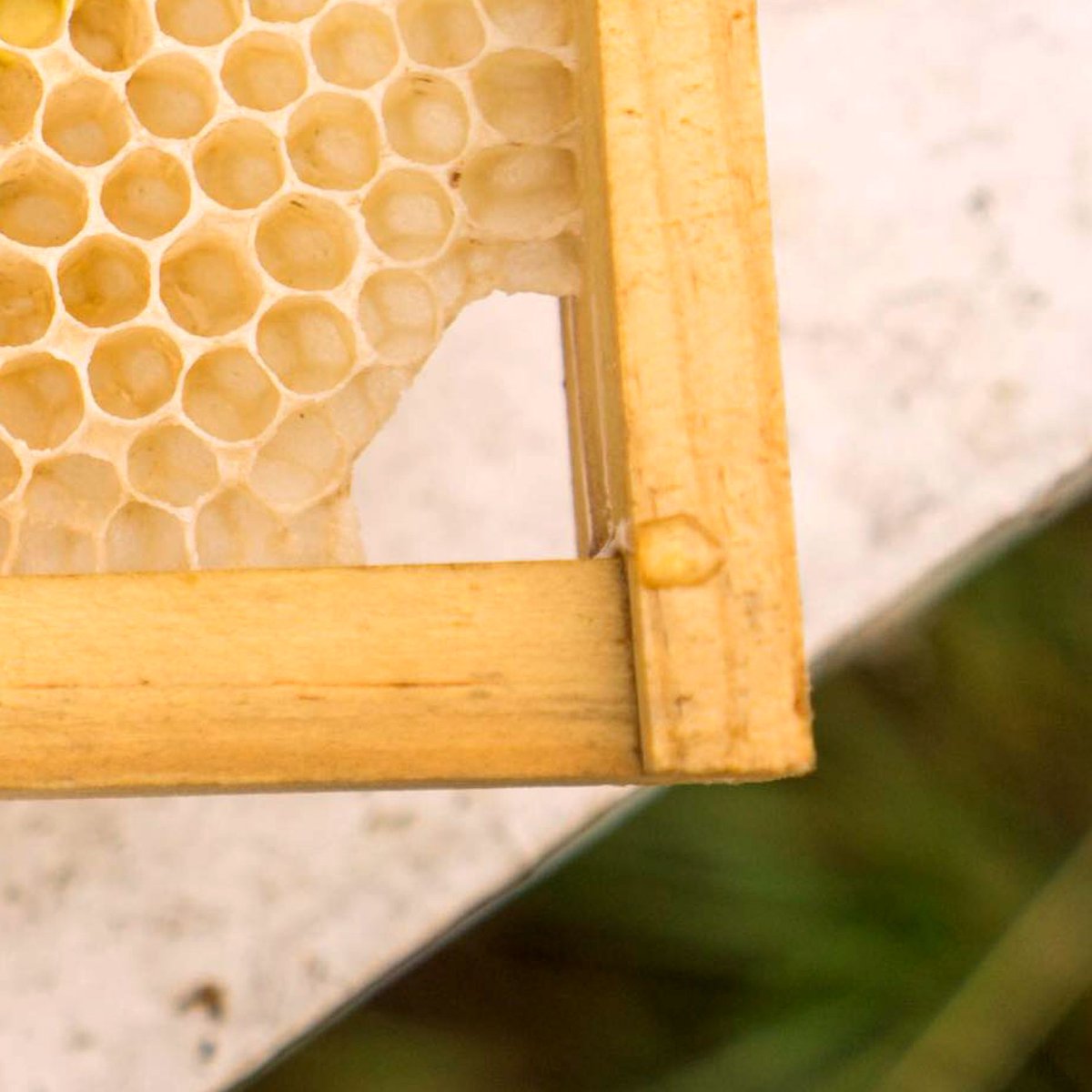 RegisterBeeFarm's tweet photo. Did you know beeswax is the foundation of every honey frame? 🐝 The bees produce this wax to build perfect hexagonal cells to store honey and raise their brood. Honey that is stored in these wax cells are covered with a thin wax layer, preserving its freshness. As beekeepers, we inspect these frames to ensure the hive is healthy and thriving. #beekeping #beefarm #farmlife #beekeping101