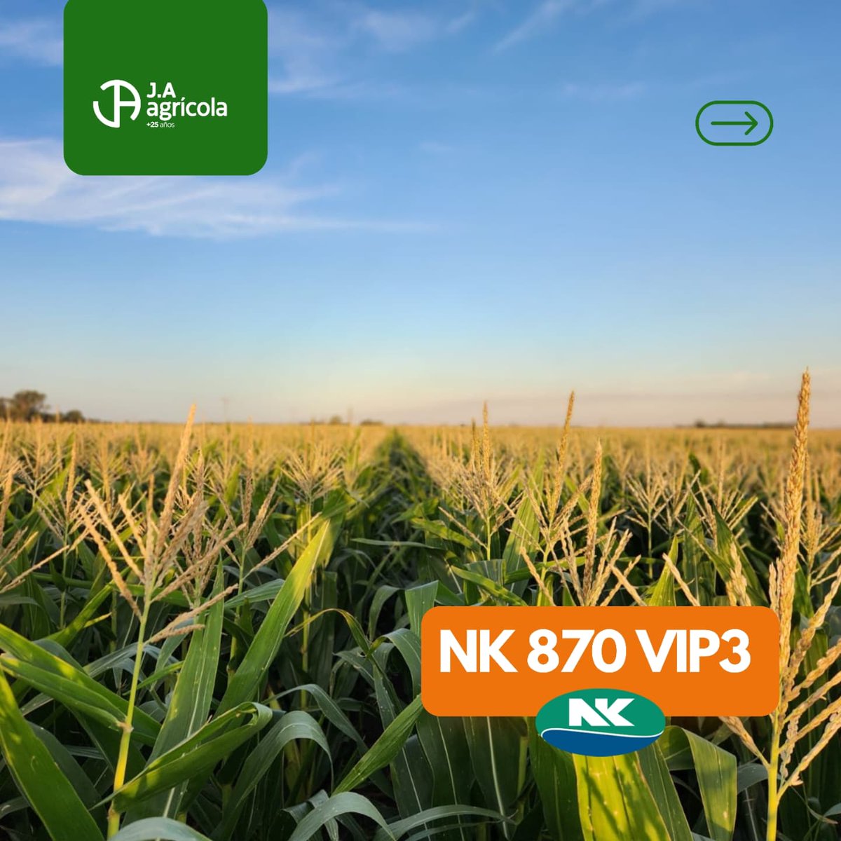 😉 Horacio Andreozzi con sonrisa plena!
Y sí... mirá ese lote sembrado con el híbrido
🌽 NK 870 VIP3 nk 870
📍Máximo Paz
Como para no estar contento! 
#JAAgrícola +25Años
#Maíz #NKRinde 
#Producción #NKSemillas