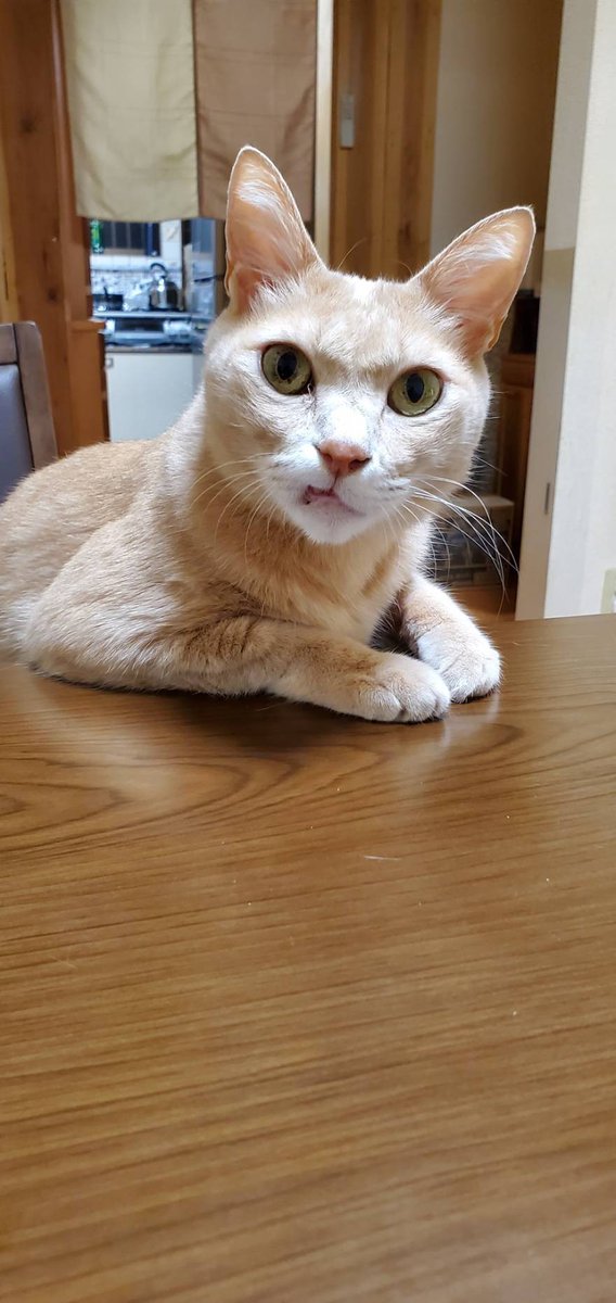 mamedoragon's tweet photo. おはようございます☺️
今日はあたしの誕生日🎂
今日も変わらず元気に仕事だわ(((*≧艸≦)ﾌﾟﾌﾟｯ

好きなキジトラさん家のサヨリちゃんが虹の橋渡ったそう😢⤵️⤵️
必ず帰ってくるから☺️
それまで待っとこな☺️ https://t.co/qL8XhSdGBK