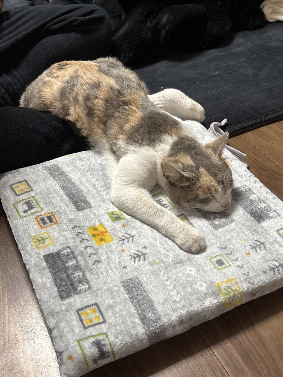 昨夜から迷子猫預かってます。
すごく大人しいし、人に慣れてるので飼い猫かなと勝手に思ってる。
首輪無し　雌　
この子の主さん見てたらDM下さい。

#迷子猫　#保護猫