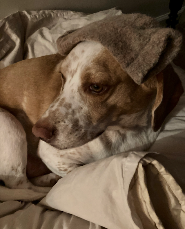 livewellian's tweet photo. Friends, mom found the wooly alpaca sock - behind MY bed. Brofur is trying to frame me. #JusticeforMay #Beagle #DogsofTwitter https://t.co/KoaGRkmbkV