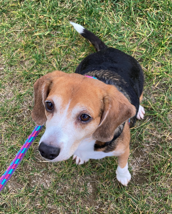 livewellian's tweet photo. Friends, mom found the wooly alpaca sock - behind MY bed. Brofur is trying to frame me. #JusticeforMay #Beagle #DogsofTwitter https://t.co/KoaGRkmbkV