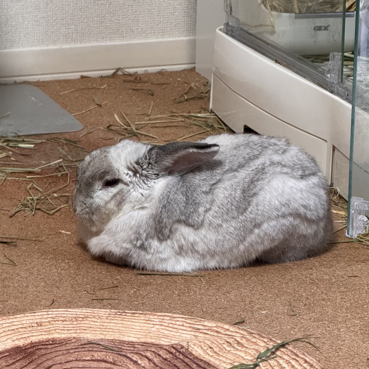 mrluv0530's tweet photo. おはようございます🐰

我が家のうさぎさんは寝てます😴
おてて出したり引っ込めたりしてて可愛い…

 #うさぎがいる暮らし https://t.co/F4pz1u8NW6