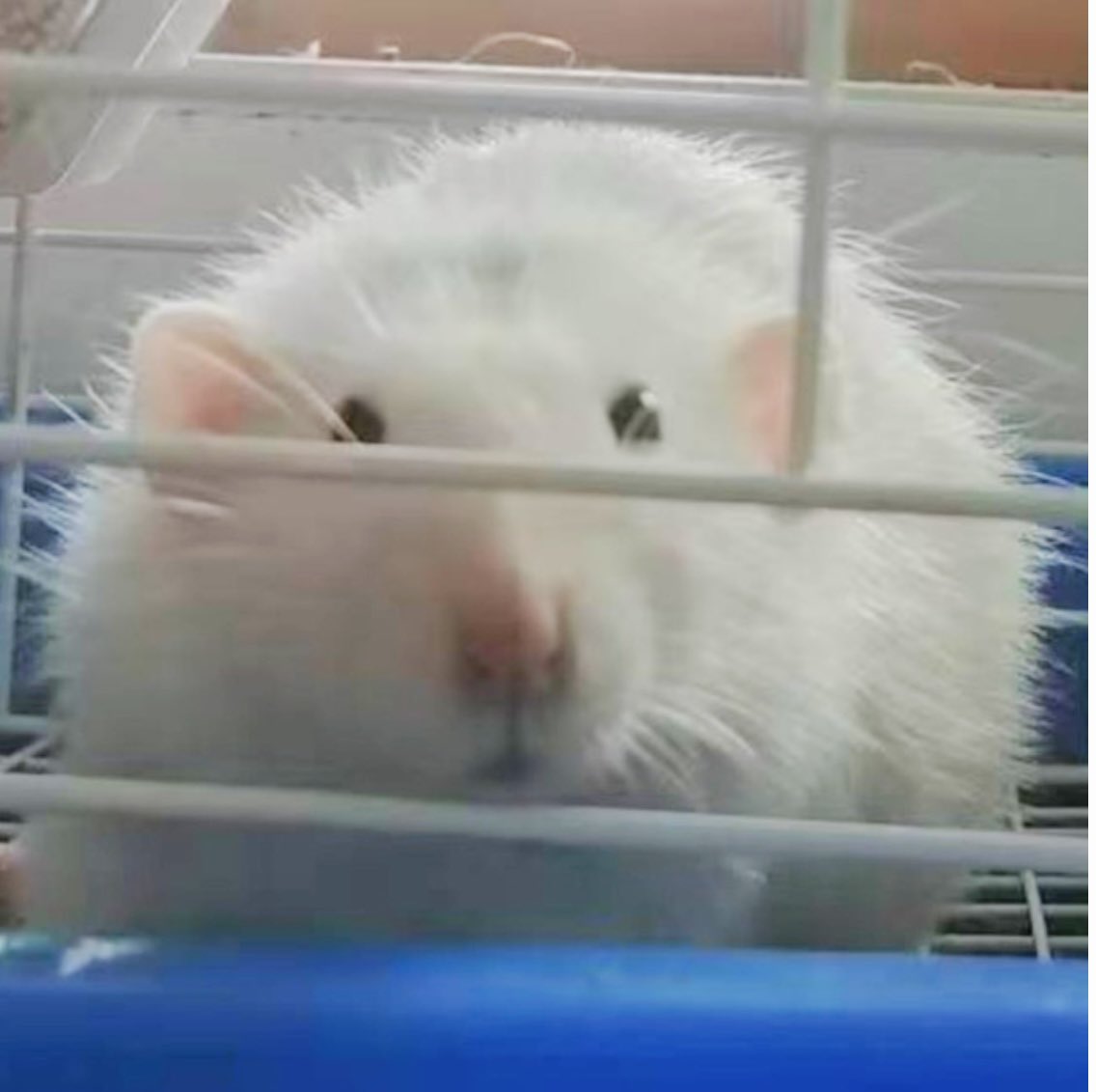 apunokagi's tweet photo. 🐭✨**私の大切なペットから生まれたハンドメイド作品！**✨🐭
ペットの個性をそのまま再現して、大好きなネズミさんを永遠の形にしました🧶💫。

#ハンドメイド #かぎ編み #編みぐるみ #ネズミ #ペットモデル https://t.co/XYLS7irmSY
