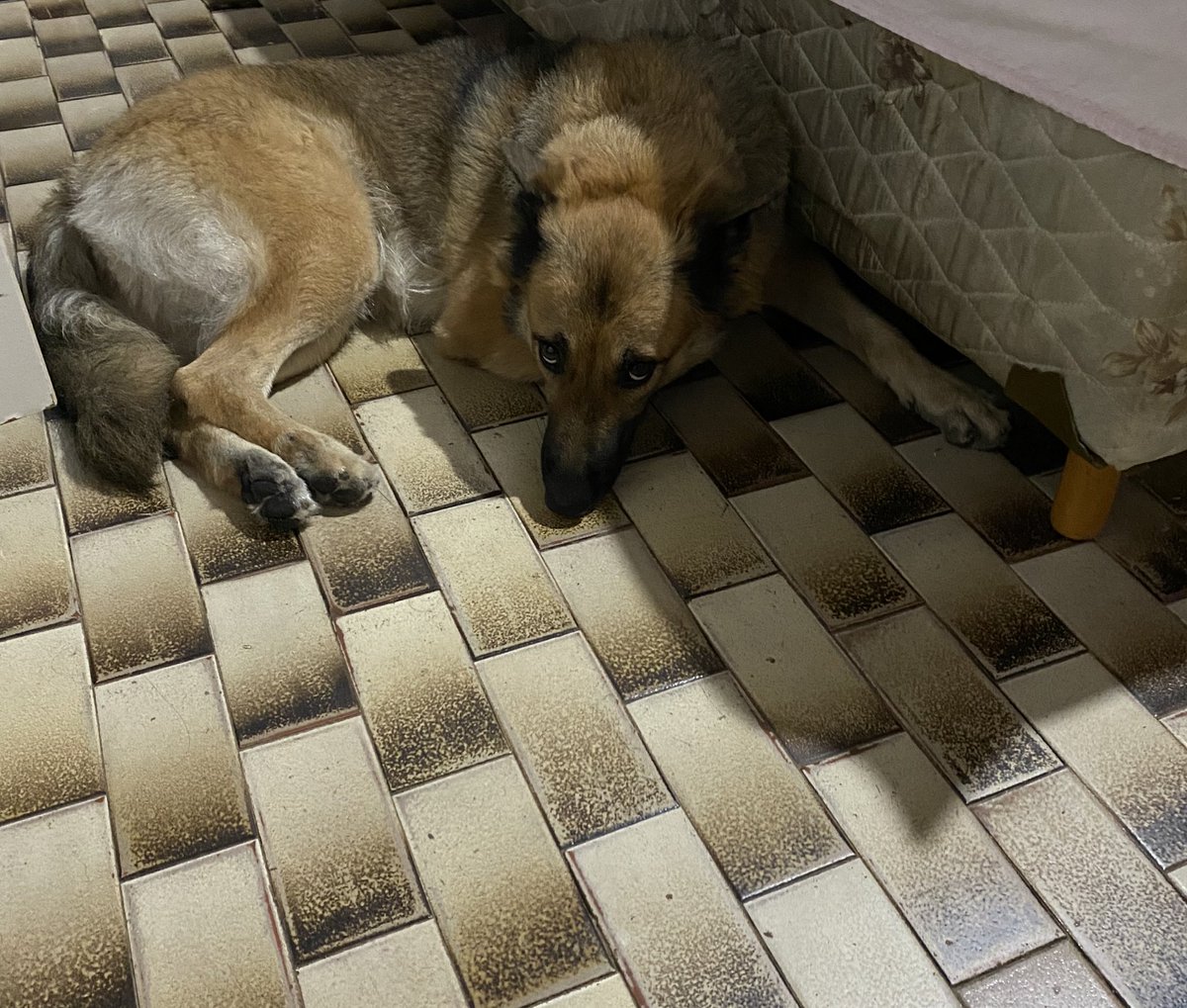 blinkpolar's tweet image. treinando a stella pra não me cheirar quando chego do trabalho estamos no terceiro dia e hoje ela não me recebeu na porta mas tava no meu quarto assim