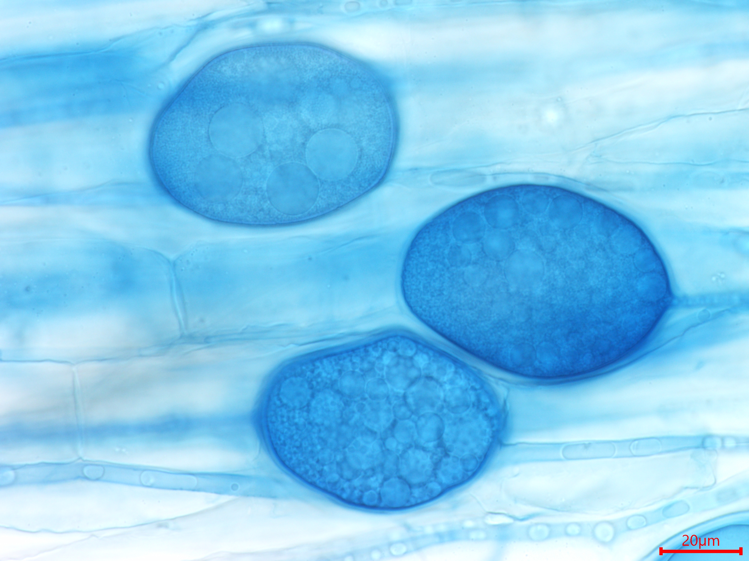培養できない微生物たち: 自然環境中での微生物の姿 | Rita R