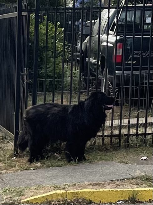 aiinav's tweet photo. Este perrito andaba solito, sector el bosque, por si a alguien se le escapó, es grandote parece un osito #Valdiviacl https://t.co/2WcsglCqnK