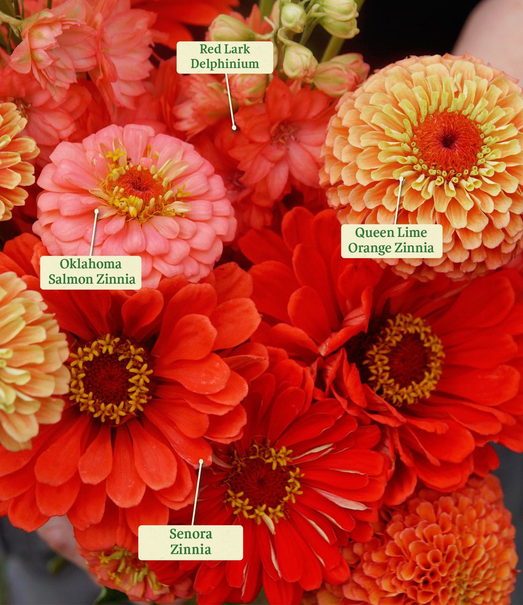 What are your must-grow flowers for bouquets? Zinnias are definitely high on the list for us. 💚🌱
