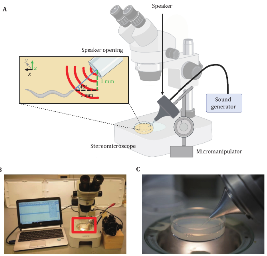 Dan Michele (@michelelabum) on Twitter photo Congrats to Can Wang and <a href="/elizabithian/">Liz Ronan, PhD</a> from the Xu lab in <a href="/UMLifeSciences/">UMLifeSciences</a> and <a href="/UMPhysiology/">UMPhysiology</a> for their paper in Biophysics Reports describing the methods to assay three features of auditory sensation in C. elegans
biophysics-reports.org/article/doi/10… Congrats to Can Wang and <a href="/elizabithian/">Liz Ronan, PhD</a> from the Xu lab in <a href="/UMLifeSciences/">UMLifeSciences</a> and <a href="/UMPhysiology/">UMPhysiology</a> for their paper in Biophysics Reports describing the methods to assay three features of auditory sensation in C. elegans
biophysics-reports.org/article/doi/10…
