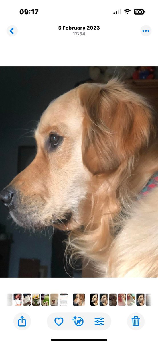 Rosie Doc (@rosiedoc666) on Twitter photo #Goldenretriever Fudge, male aged 4
Surname Johns on disc
Went missing from #Hayrish, Taw green #Devon. EX202LZ
Sibling found at Iron railway bridge near #NorthTawton
Pls help us get our boy home
doglost.co.uk/dog-blog.php?d…
<a href="/NorthTawtonRFC/">NorthTawtonRFC</a> <a href="/N_TawtonRFC/">North Tawton Rugby</a> <a href="/Devon_Hour/">#DevonHour</a> <a href="/juliagarland73/">Helping the lost home #TeamWales 🇬🇧</a> #Goldenretriever Fudge, male aged 4
Surname Johns on disc
Went missing from #Hayrish, Taw green #Devon. EX202LZ
Sibling found at Iron railway bridge near #NorthTawton
Pls help us get our boy home
doglost.co.uk/dog-blog.php?d…
<a href="/NorthTawtonRFC/">NorthTawtonRFC</a> <a href="/N_TawtonRFC/">North Tawton Rugby</a> <a href="/Devon_Hour/">#DevonHour</a> <a href="/juliagarland73/">Helping the lost home #TeamWales 🇬🇧</a>