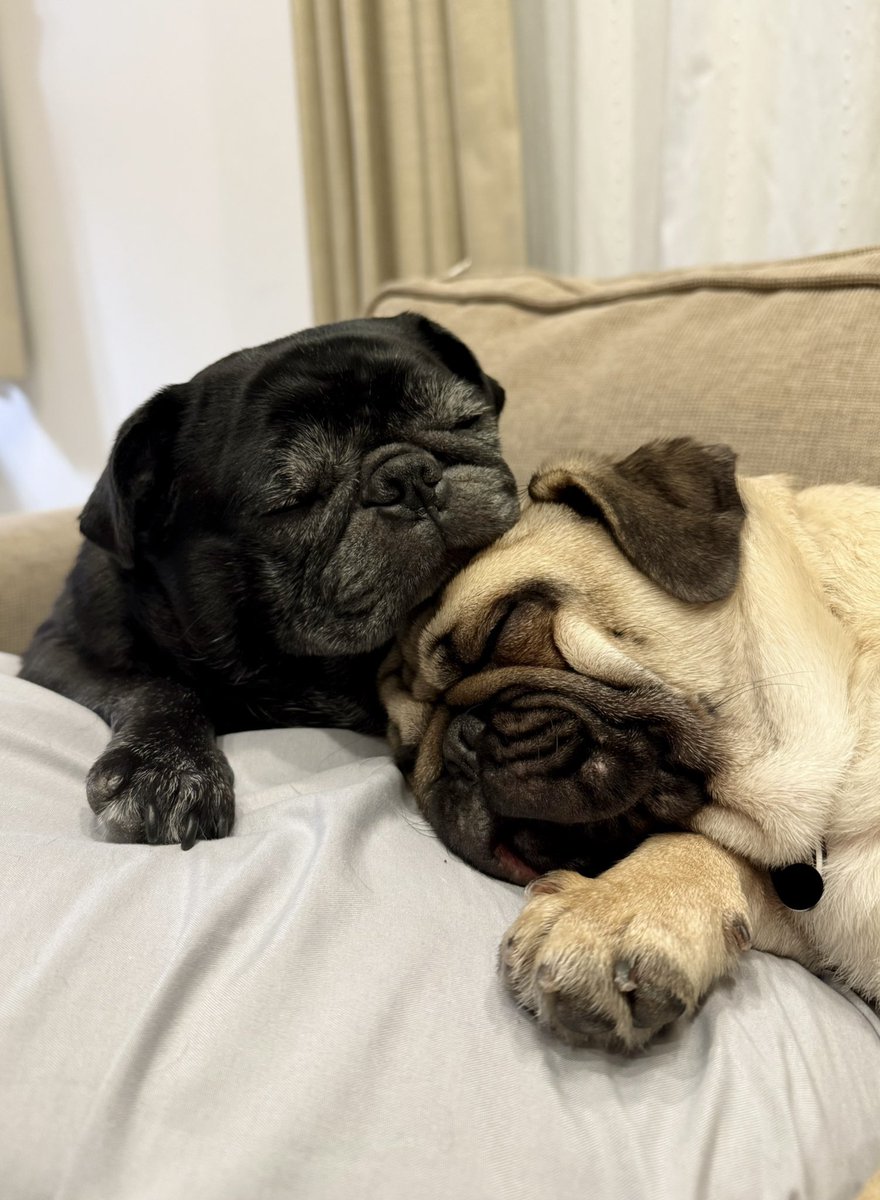 mangoo1535's tweet photo. すぴー
#パグ #pugs #pug https://t.co/DHmInxLyvW