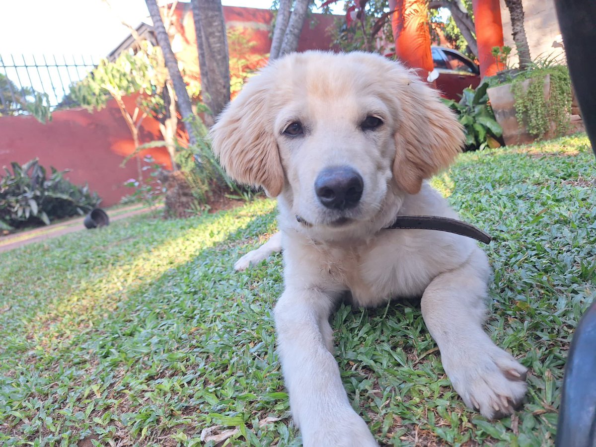 gisenciso's tweet photo. PERRITO PERDIDO‼️🚨San Lorenzo

Responde al nombre de ROCKY 🐶🐾

Es el perrito de mi abuelo🥹
 📍Zona San Lorenzo-Barrio San Isidro, cerca de la Escuela Gadea y Las mercedes, Los Nogales, Reducto Nutrihuevos.

Tiene sus orejitas características 🐶

Contacto: 0991684518 
RT xfa!! https://t.co/ehl9rGEhKZ