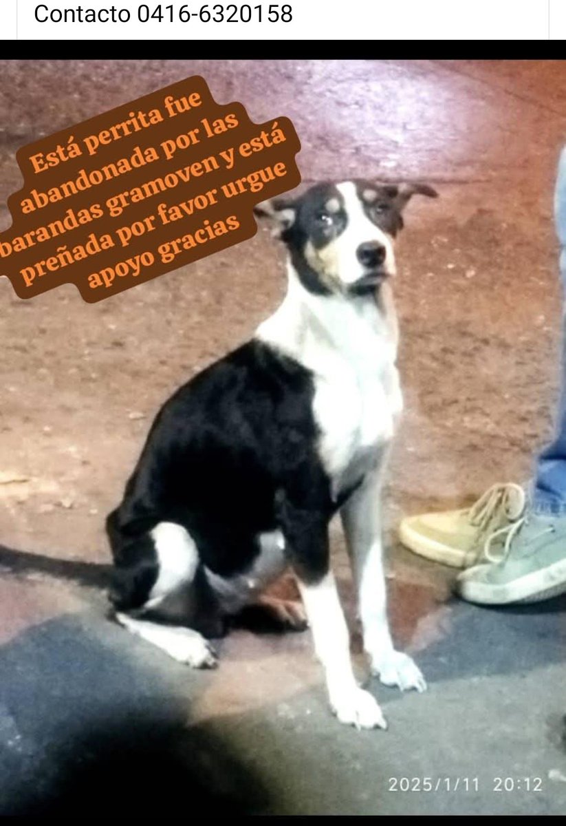 URGE hogar temporal para esta pequeña, Gramoven Catia, Caracas
