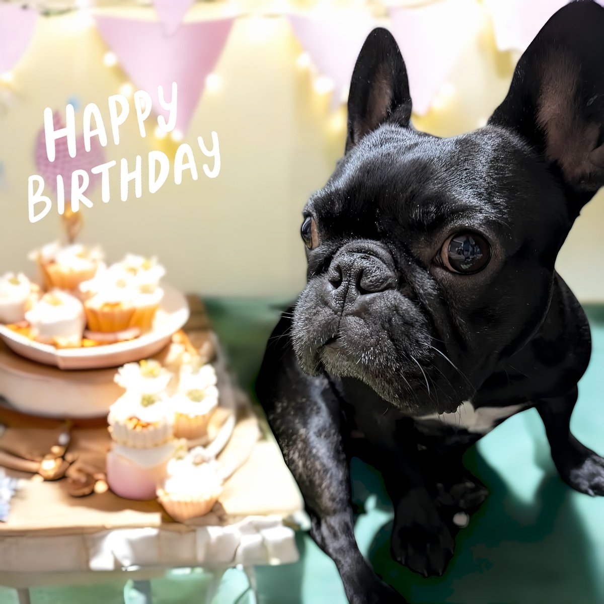 kyokocafe's tweet photo. オラ昨日３歳になったよぉ〜

#Frenchbulldog
#dog
#フレンチブルドッグ 
#フレブル
#프랑스불독 
#犬のいる幸せ https://t.co/AvLxAZeBts