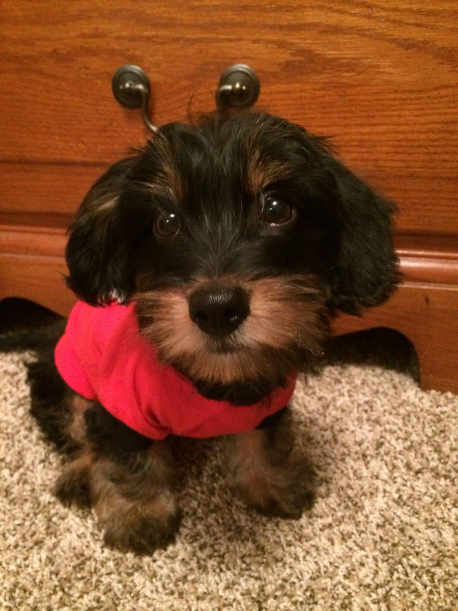 Ted Corcoran (RedTRaccoon) tweet media