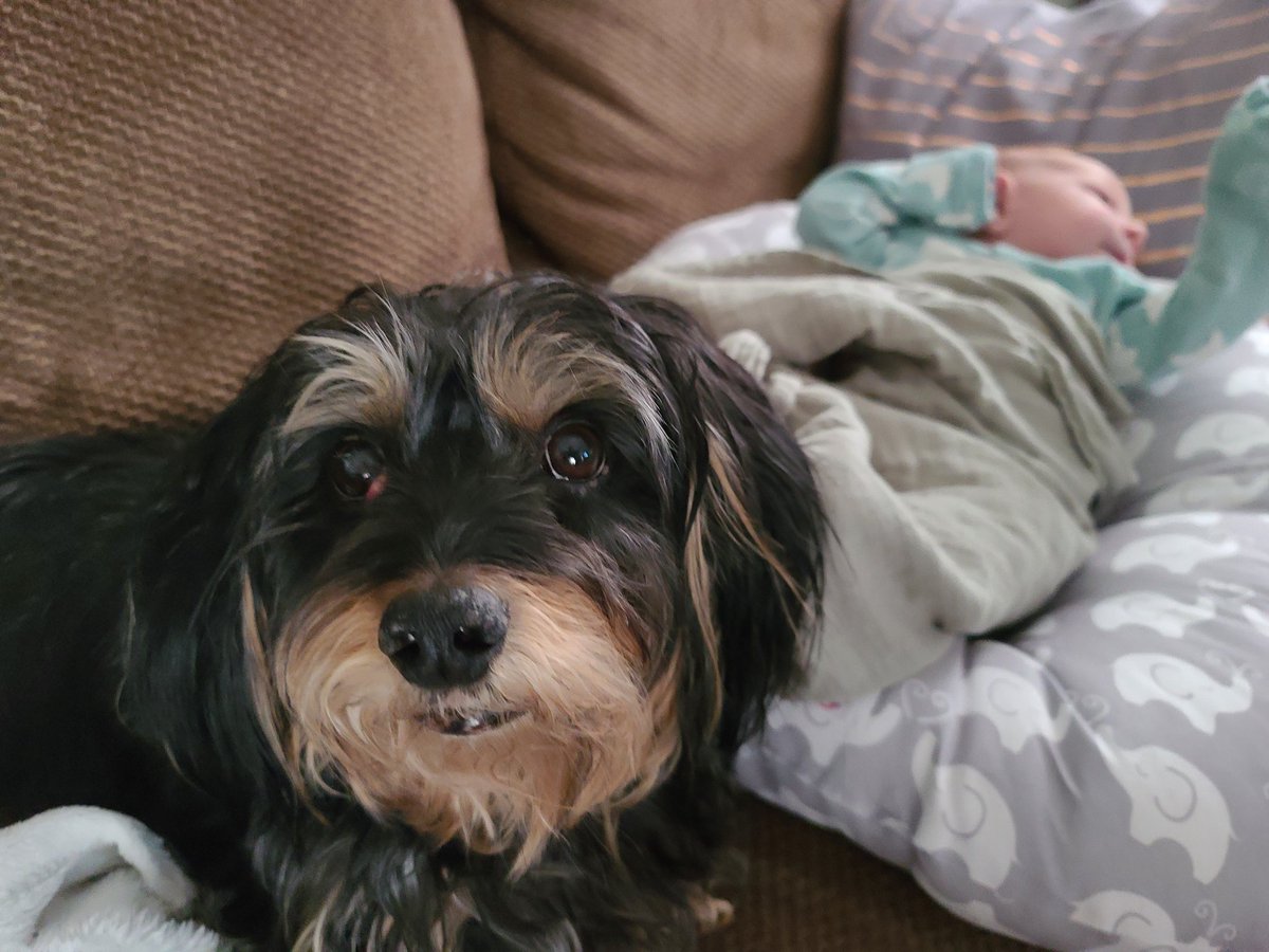 Ted Corcoran (RedTRaccoon) tweet media