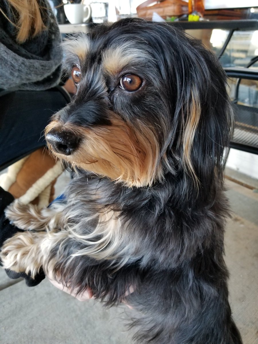 Ted Corcoran (RedTRaccoon) tweet media