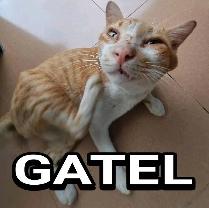 Gatel pengen opdon buat beli real nature 😄