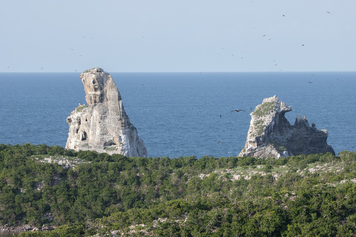 CONANP_mx's tweet photo. El Parque Nacional Zona Marina de la #IslaIsabel es un espacio natural que simboliza nuestro compromiso con la protección de la biodiversidad marina y la sostenibilidad ambiental. 🌅
Desde su creación ha sido un pilar fundamental en el cuidado de sus ecosistemas marinos. 🦭🐟🦆 https://t.co/LnDZ9KNAtS