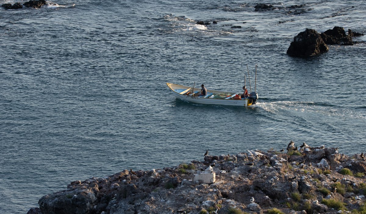 CONANP_mx's tweet photo. El Parque Nacional Zona Marina de la #IslaIsabel es un espacio natural que simboliza nuestro compromiso con la protección de la biodiversidad marina y la sostenibilidad ambiental. 🌅
Desde su creación ha sido un pilar fundamental en el cuidado de sus ecosistemas marinos. 🦭🐟🦆 https://t.co/LnDZ9KNAtS