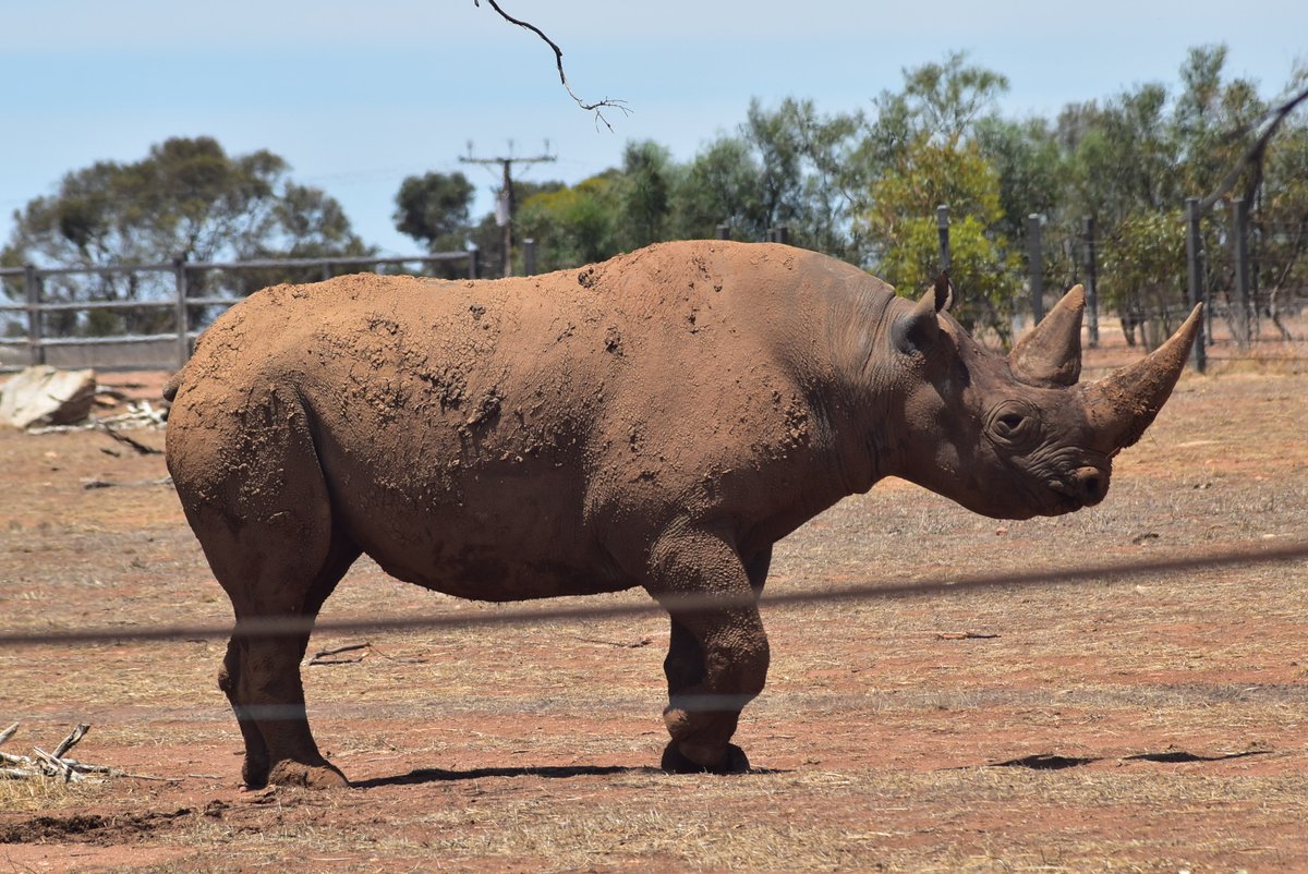 IamNo_33's tweet photo. So, a recent visit to #MonartoSafariPark #SouthAustralia #SeeSA
📸: @IamNo_33
1/2 https://t.co/ScDiwg616N