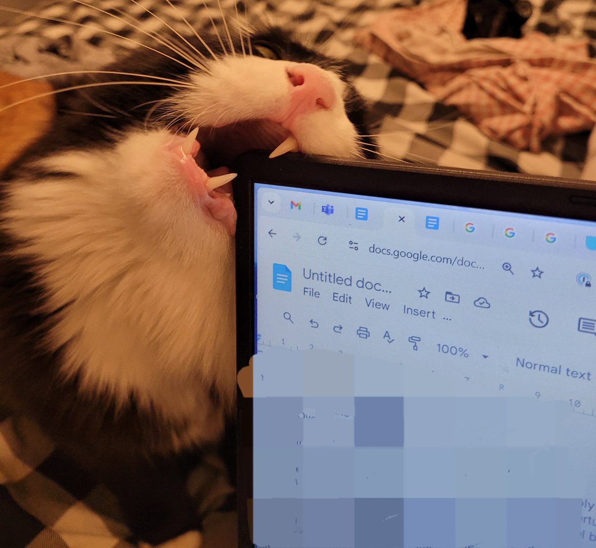 CarvedByWater's tweet photo. Why cat why https://t.co/imriirpy7T