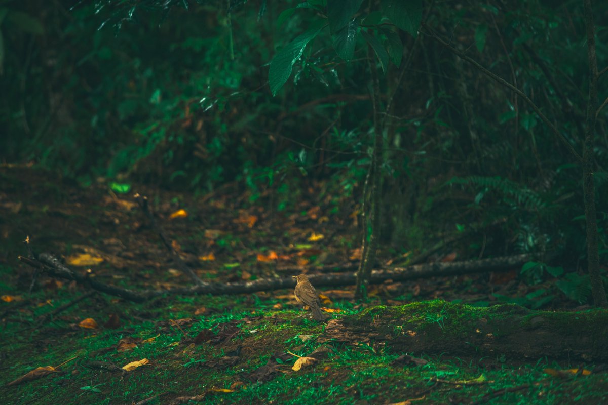 Embark on birdwatching adventure
through the misty cloud forests of El Silencio Lodge &amp;
Spa. Witness the beauty of vibrant species in their
natural habitat.

Do you know the name of this iconic bird? Leave it in
the comments!
