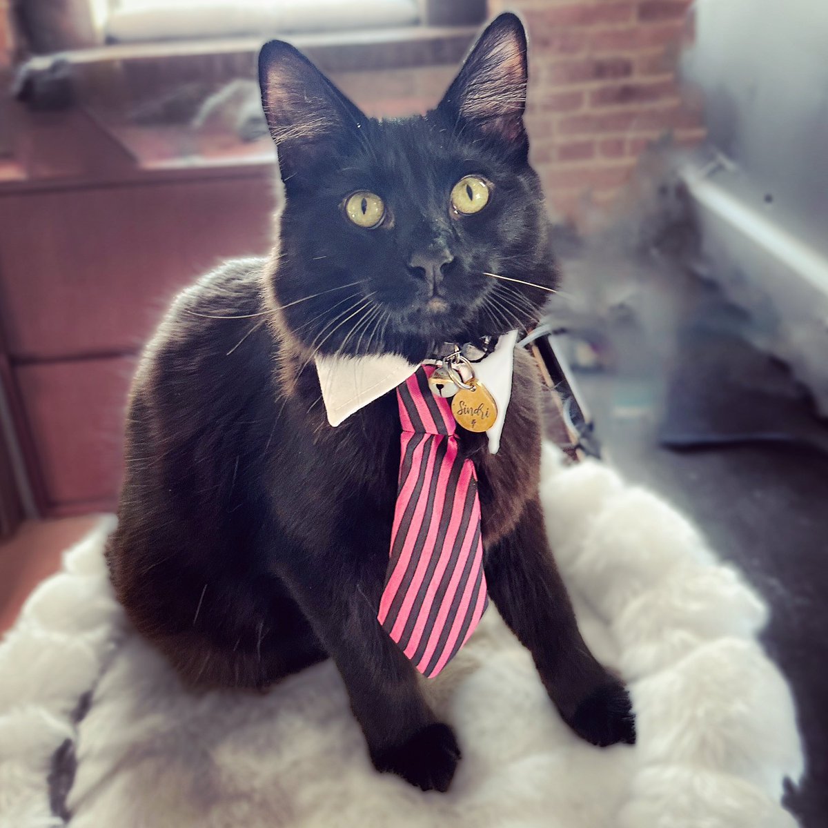 Must we really do this work thing every week?! 🙀😹🐾🐾

#MondayMotivation #cats #CatsOfTwitter #AdoptDontShop #CatsOnTwitter