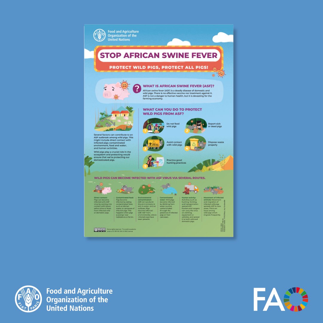 FAOAsiaPacific's tweet photo. 🐗 Stop ASF: Protect Wild Pigs, Protect All Pigs! 🐖
African swine fever threatens wild pig populations and domestic pigs. Together, we can prevent its spread!

📌 Check out this poster for key actions: https://t.co/6fiaIqIJNG

#StopASF #ProtectWildPigs #ECTAD https://t.co/l7tHR6vBKo