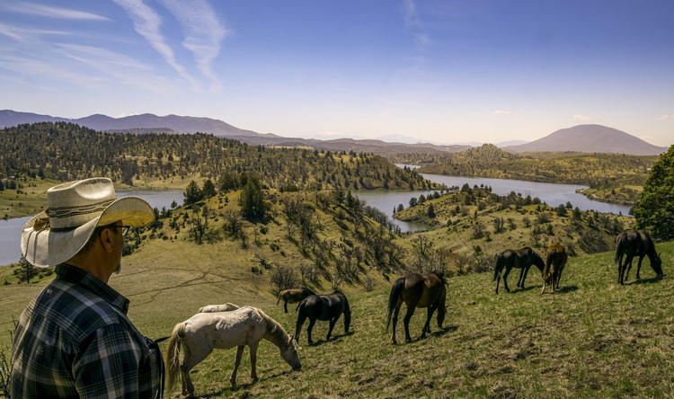 Can wild horses play a role in controlling wildfires like those devastating California? Find out at nancyjaffer.com/utilizing-hors…