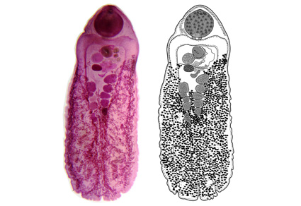 Zootaxa's tweet photo. Integrative supporting techniques for the taxonomy of Schistorchis carneus Lühe, 1906 (#Digenea: Megaperidae) with perspective for the existence of species complexes
https://t.co/GIdLWJhmN4
#Taxonomy https://t.co/qN1tubpkCQ