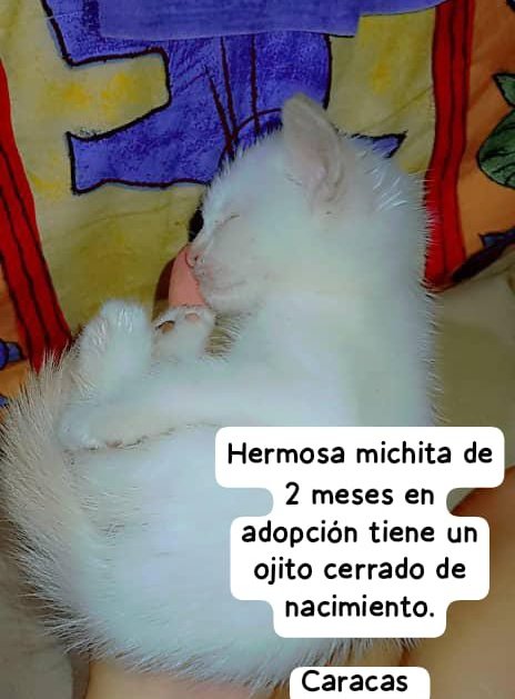 PerroUsuario Wof '•' tweet media