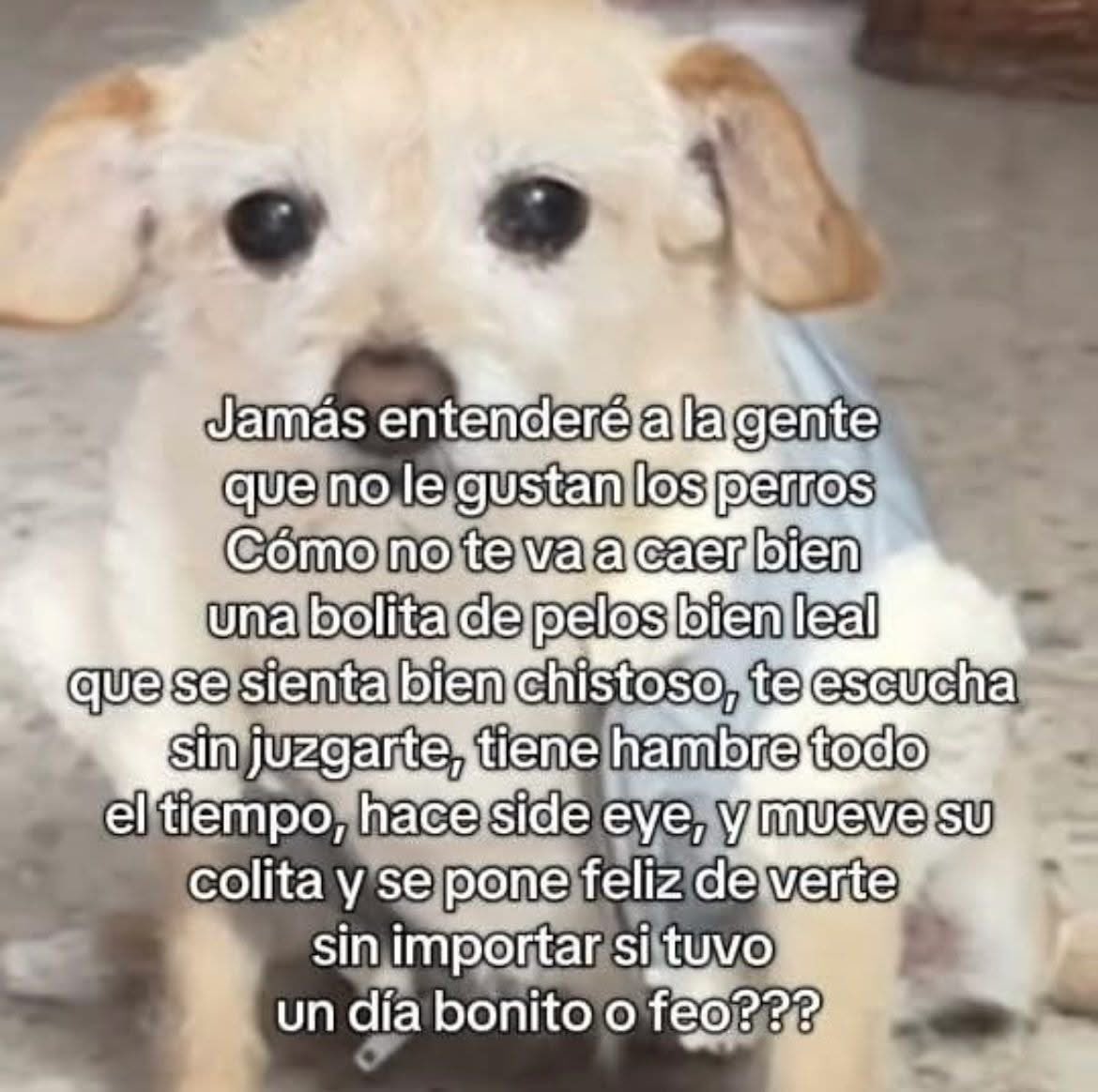 DiloConPerritos's tweet photo. Jamás entenderé… https://t.co/hLcz4tw80M