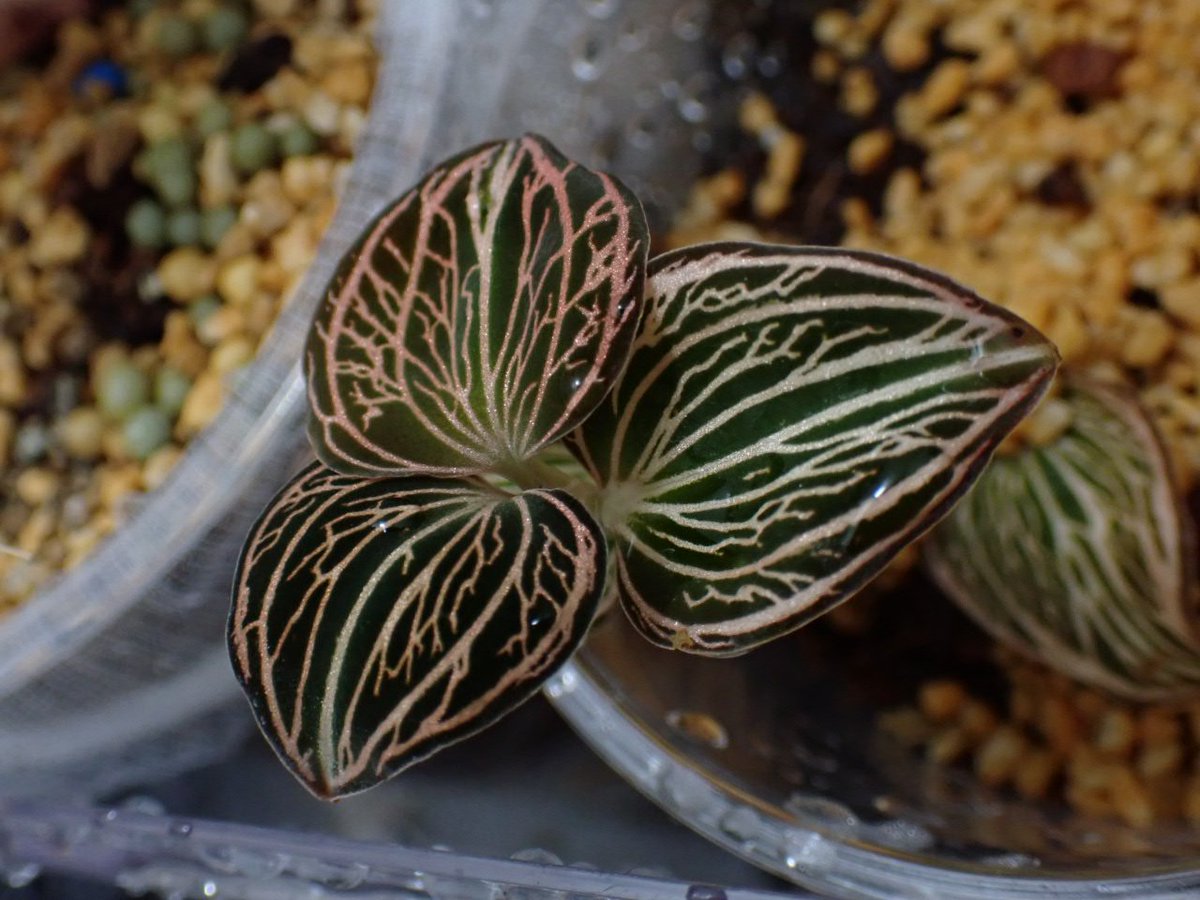 ジュエルオーキッド　アネクトキラス レインワーディー（ディスティンクション） Anoectochilus reinwardtii 'Distinction' アネクトキラス レインワー